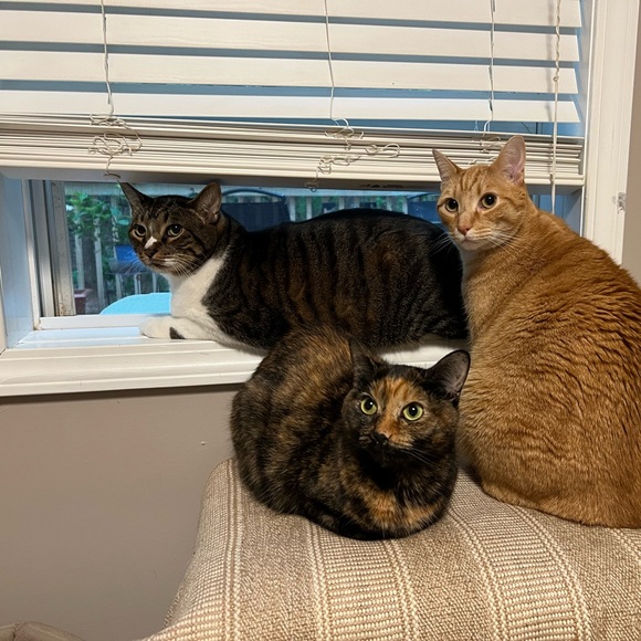 Meet your Posher, Ashley - Picture 2 of 2